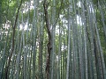 Kyoto Arashiyama Bamboo